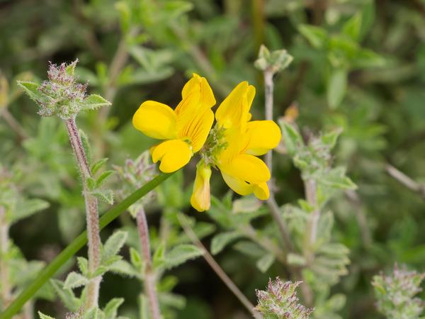 <h3><a href="/trips/kreta/biota/plantae/tracheophyta/magnoliopsida/fabales/fabaceae/lotus pedunculatus/lotus pedunculatus-nl.html">Lotus&nbsp;pedunculatus</a> / Big&nbsp;trefoil / Moerasrolklaver</h3>OM-1 Mark II met OLYMPUS M.150-400mm F4.5 TC, 1/1000 sec  bij F10.0, ISO 2000, afstand 2.02&nbsp;m